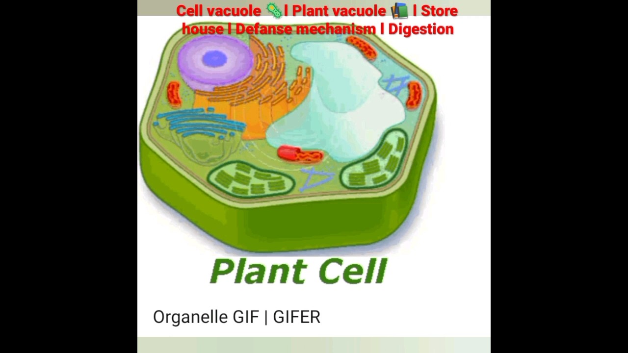 Cell vacuole🦠 l Plant vacuole 📚l Digestion l Growth l Store house 🚪