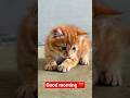 Good morning #cat #pet #cats #cute #aww #memes #catshorts #kids  #shortsvideo #shorts #shots