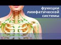 Лимфатическая система и лимфодренаж. Кинезиолог Дмитрий Кущик