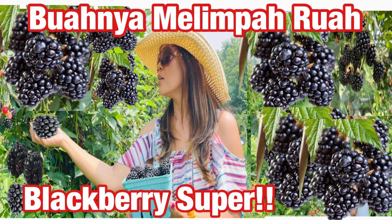 PANEN BLACKBERRY UKURAN JUMBO BUAHNYA MELIMPAH RUAH DAN MAKAN  SEPUASNYA DI PERKEBUNAN DI AMERIKA