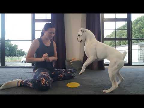 Comment enseigner la RCR (Trick Dog)
