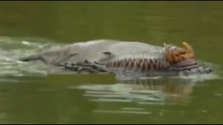 8 Most Disturbing Jungle Encounters Caught On Camera