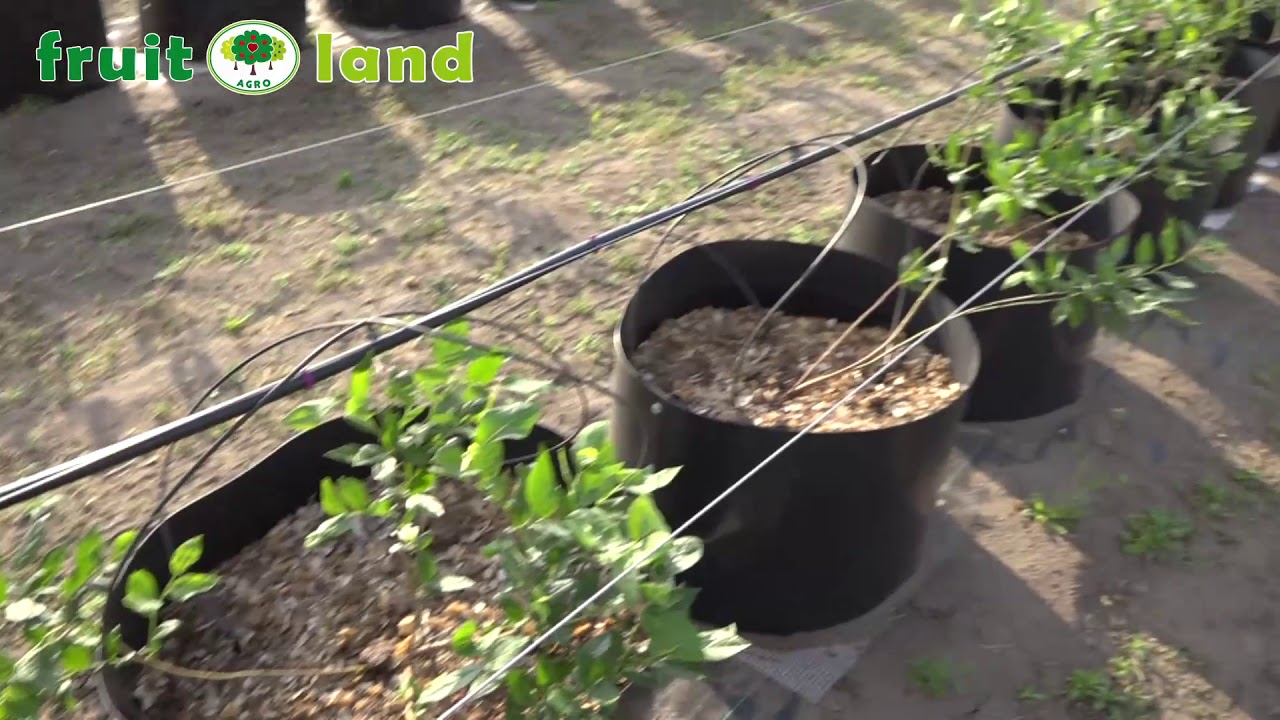 Fruit Land Palic Borovnica