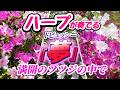ハープが奏でる『夢』(ドビュッシー)満開のツツジの中で