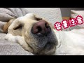 いびきかきながら本気寝。飼い主動けない ラブラドール きなこ