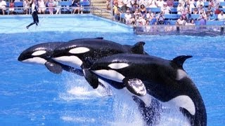 Sea World 1996