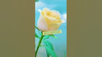 سورة الحشر). الملك القدوس السلام المؤمن المهيمن العزيز الجبار..☘️☘️