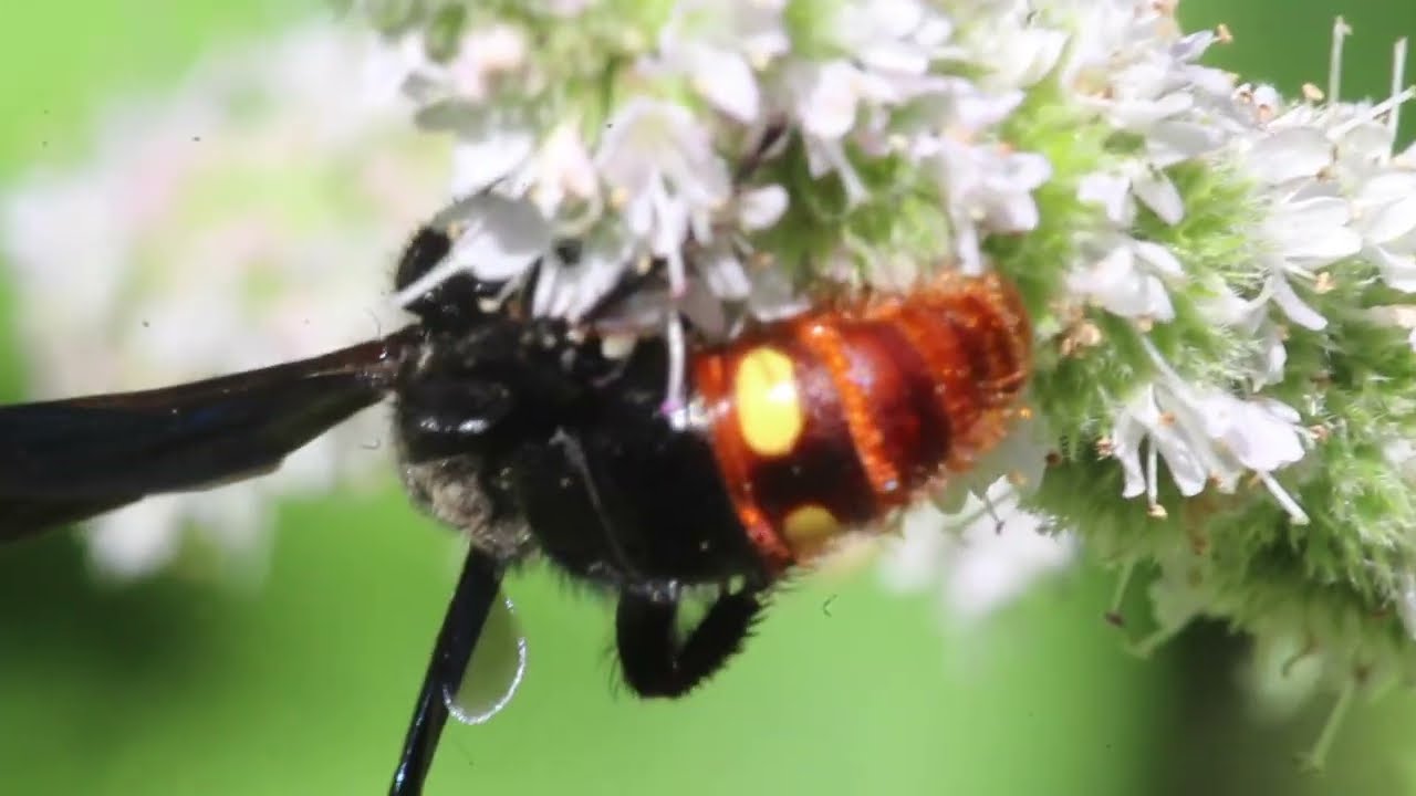 Scolid Wasp - black wasp with red abdomen and two yellow spots