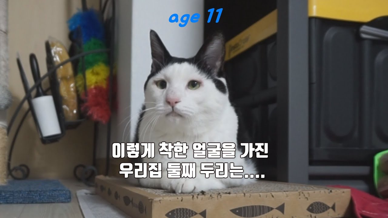 ķøģķė ź³ ģģ“ ė리 dealing with picky eater cat - YouTube