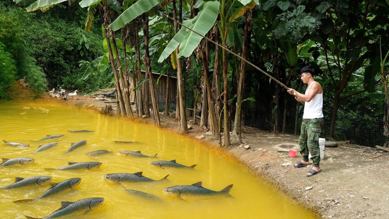 CEO leaves the city for the forest, raises fish and grows vegetables, a dream life