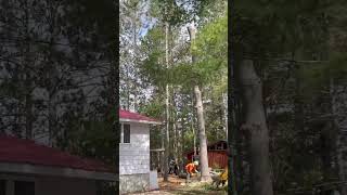 Lance Tree Services Review - Year 1