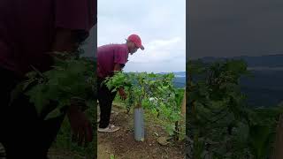 How to support Pringle tree @Wangbapkonyak 