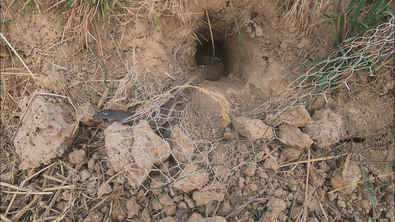 Create the easiest snake trap by a net for catch in deep hole