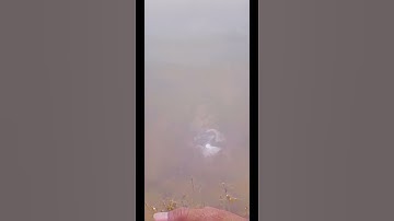 best reverse magic video#shorts