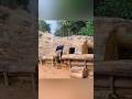 Man Builds Secret Shelter Inside Giant Fallen Tree 😱 | Bushcraft Survival#bushcraft