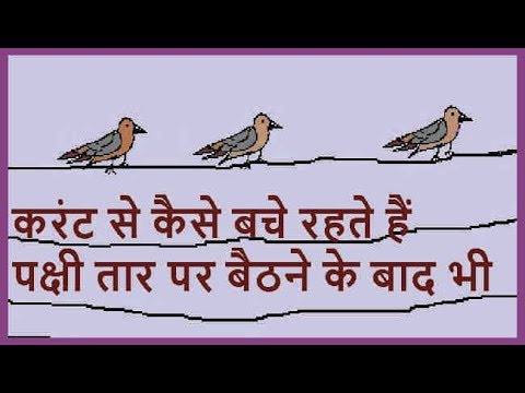 Why bird don't get shocked on Electric Power line