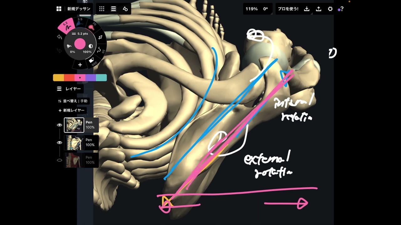 Movements and scapula and related muscles