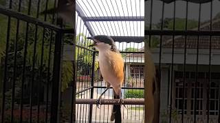 Download Lagu Toet toet pancingan cendet cepat bunyi, cendet gacor MP3