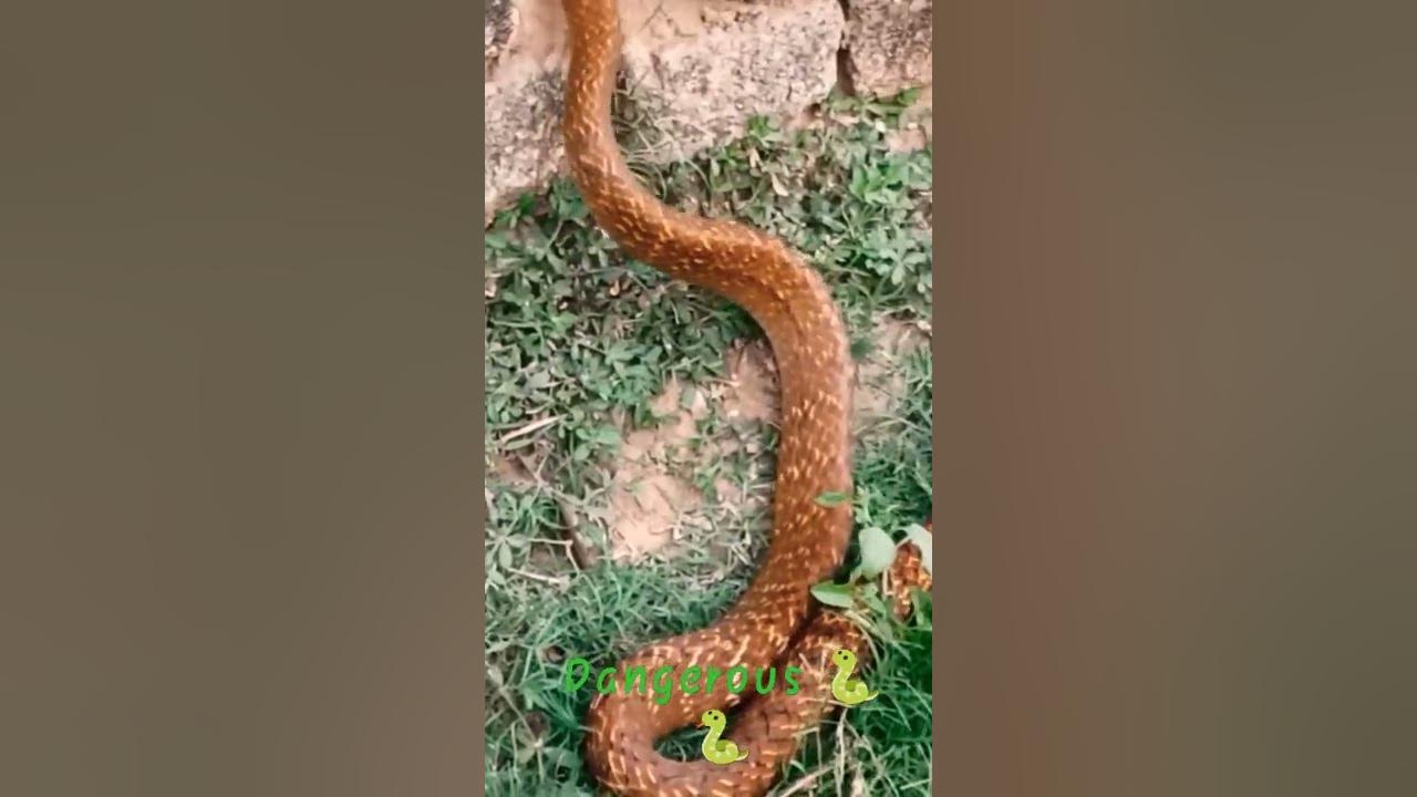 10 feet snake 🐍🐍 - YouTube