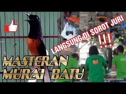 Masteran Murai Batu Full isian materi || Durasi 30 Menit tanpa iklan || Roll tembak || Suara jernih