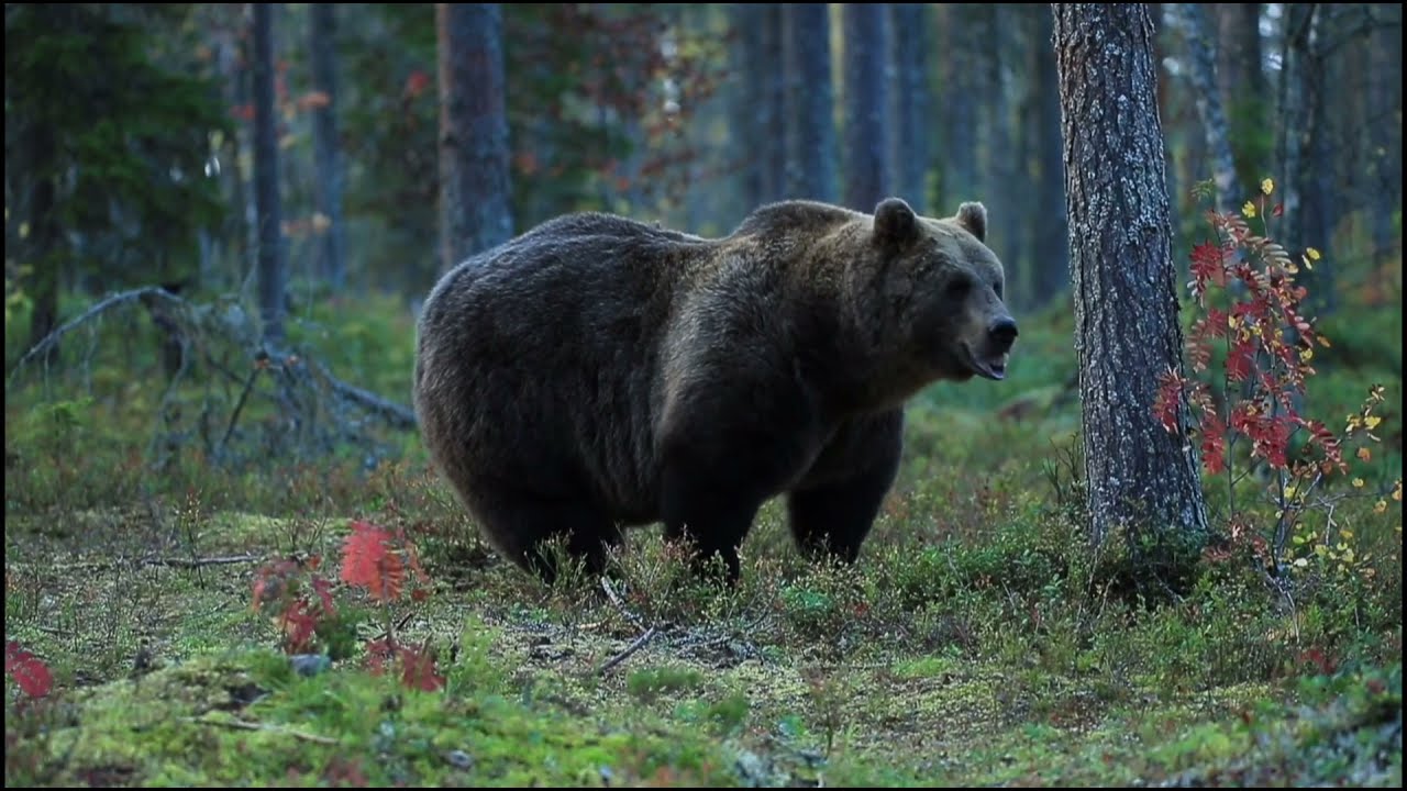 Finlandia osos panda | no copyright video | CFV copyright free video