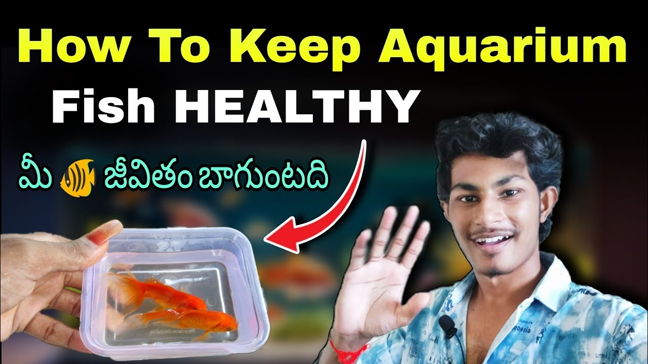 How to keep Fish Healthy 👌All AQUARIUM FISH in Nature way | Fish market ... - How To Keep Fish Healthy In A Home Recording Studio