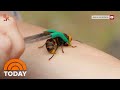 Murder Hornet Nest Found In The United States | TODAY