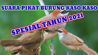 Suara pikat burung kaso kaso ribut