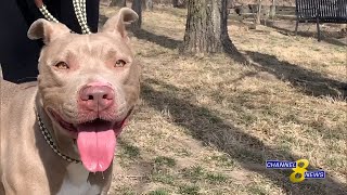 Covid-19 forces welcome changes at the animal shelter