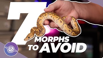 7 Ball Python Morphs to AVOID in 2026 | #ballpython #snake #reptiles