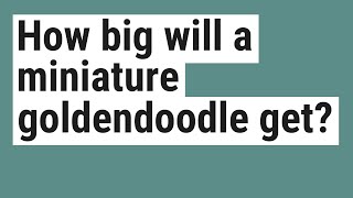 How big will a miniature goldendoodle get?