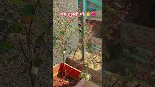 Download Lagu #Tulsi Bata degi ghar ka dasha#youtubeshorts # MP3 Download Lagu #Tulsi Bata degi ghar ka dasha#youtubeshorts # MP3