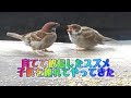 Ep7 保護したスズメの成長記録 ~子供を連れてきた~The sparrow which brought a child.