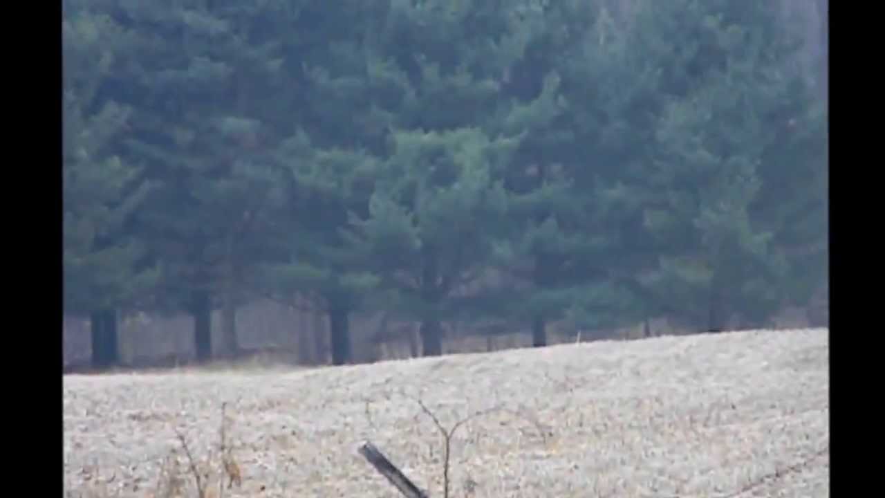 Bigfoot Films - The Worgunn Footage (Stabilized)