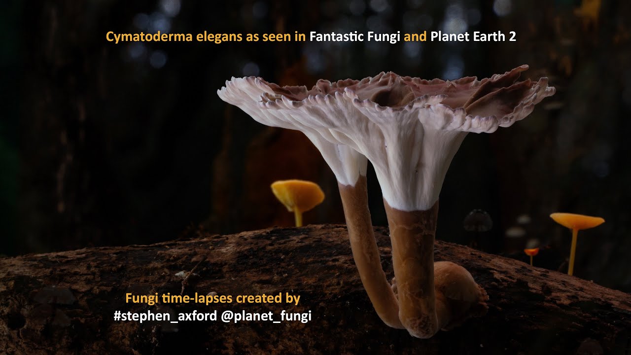 Time-lapse of Cymatoderma elegans