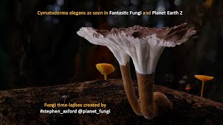 Time-Lapse Of Cymatoderma Elegans