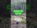 Casal de cutias vieram se alimentar.. #natureza #antas #cameradetrilha #vidaselvagem