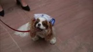 Capitol Hill pets dress up for Halloween