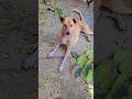 Street Dog🥺✨️♥️