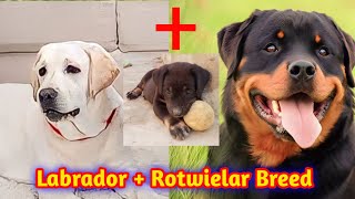 Labrador Rottweiler Mix || Rottweiler Labrador Mix || Rottador or Labrottie