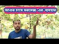 “আঙ্গুর চাষে ডরমেক্স এর গোপন রহস্য 🍇 | ফলন বাড়ানোর সহজ কৌশল #বাইকুনুর #আগুর #gardening