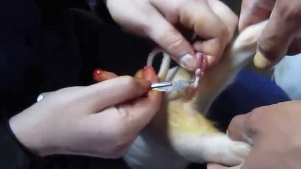 How to castrate a pig (pigs castration). Как кастрировать поросёнка 12 мес (2014 г) YouTube