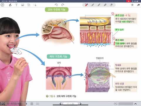 4-1-3 코와 혀의 구조와 기능 (미래앤교과서 중3과학) - YouTube