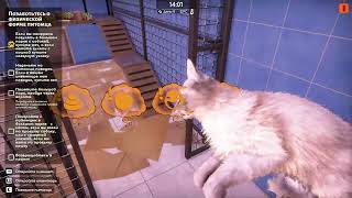 видео: Animal Shelter 2. Ухаживаю за котами. картинка: Animal Shelter 2. Ухаживаю за котами.