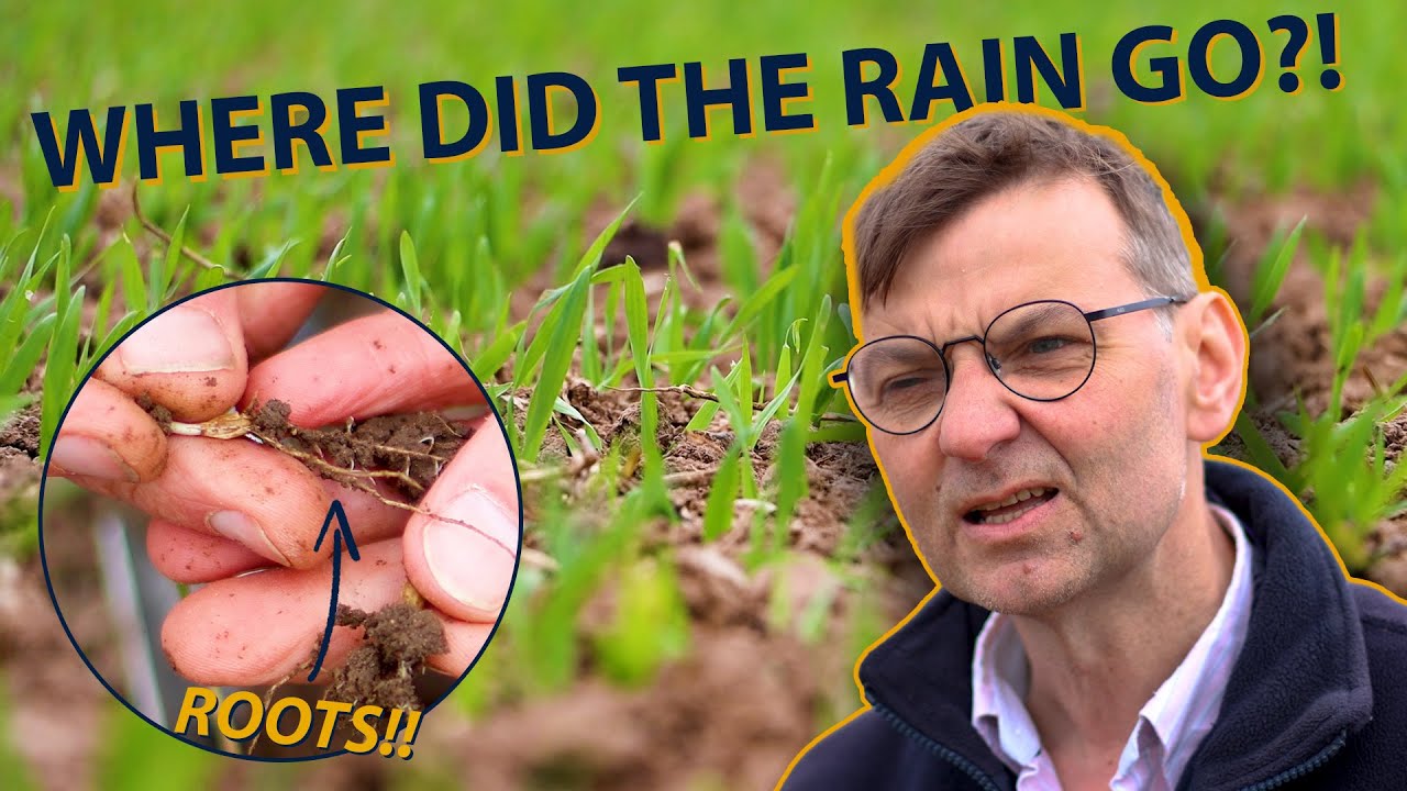 Has Our LATE START Impacted Establishment?? | Spring Barley 2023