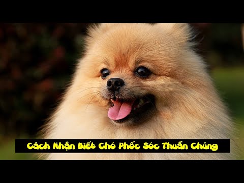 Cách Nhận Biết Chó Phốc Sóc Thuần Chủng mới 2023