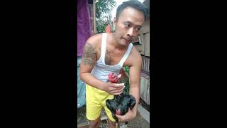 Download Lagu Kelebihan katuragan sisik satu garis MP3