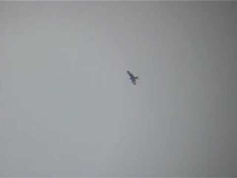 Red Kite, Rode Wouw