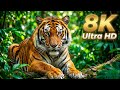 8K Ultra HD Relaxation Video | HDR Nature and Rain Sounds