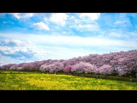 【ライブ配信】第8回（岩手県周辺）桜前線を追う！東京から青森　徒歩の旅♪